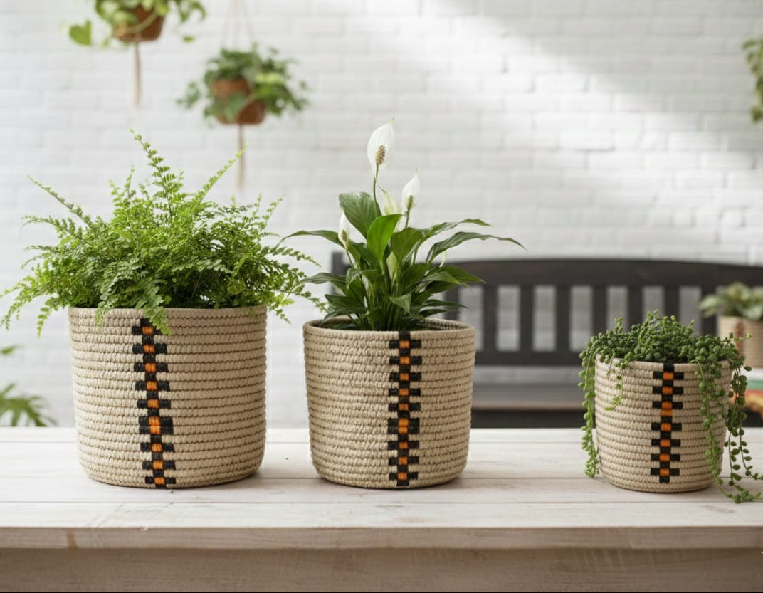 Three woven planters with plants on a wooden surface, blurred indoor background